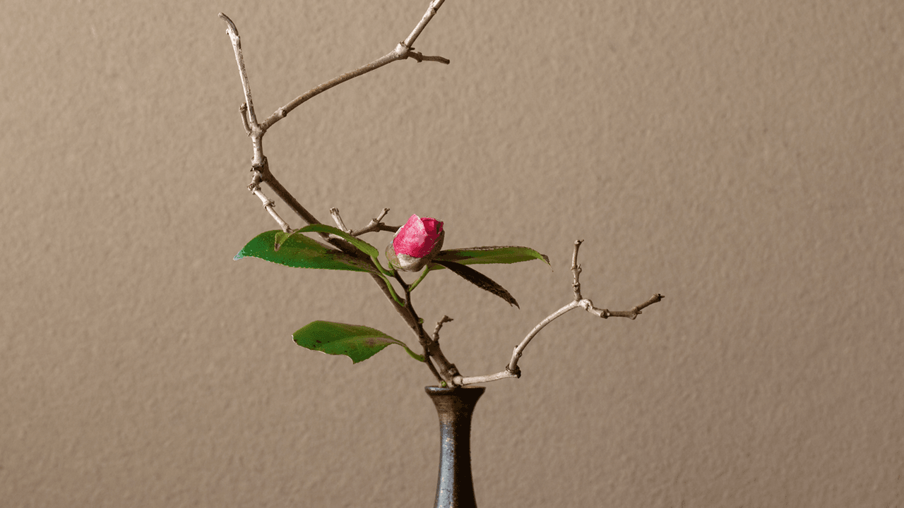 Wohnen mit Pflanzen cover image