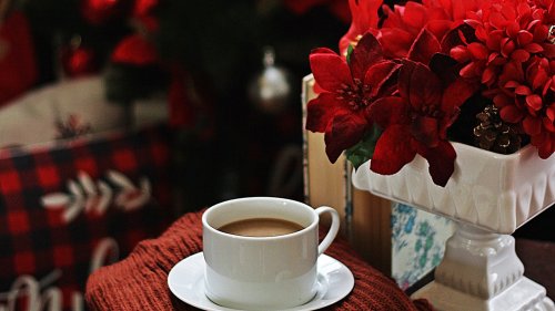 Weihnachtsstern pflegen: 7 Tipps, wie Ihre Poinsettie nicht stirbt