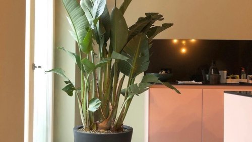 5 große Zimmerpflanzen: Grüne Eyecatcher fürs Zuhause