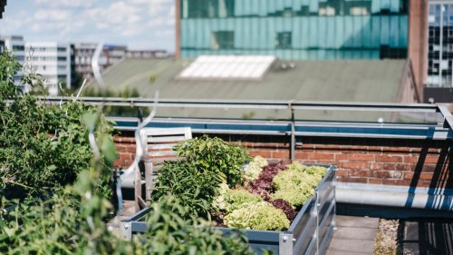 Urban Gardening: So einfach ist Gärtnern in der Stadt