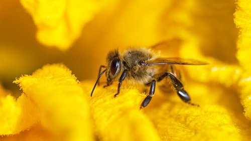 Was hilft gegen Wespen? Mit diesen Tipps und Hausmitteln vertreiben Sie die Insekten friedlich