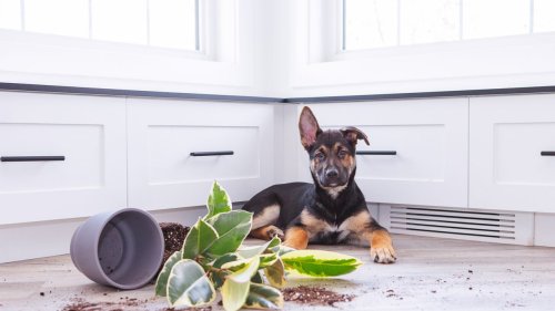 13 haustierfreundliche Pflanzen: So geben Sie Ihrem Zuhause eine grüne Note – ohne Gefahr für Hund und Katze