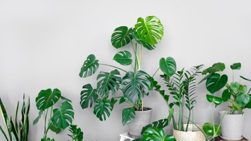 Zimmerpflanzen: So wählen Sie Pflanzen passend zum Licht in Ihrem Zuhause