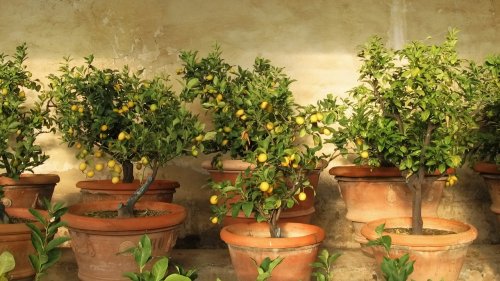 Plantes d’intérieur : nos conseils pour entretenir un citronnier en pot