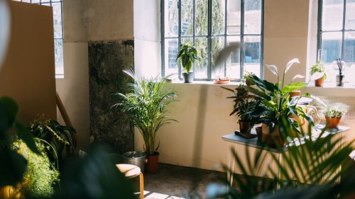 8 plantes porte-bonheur qui attirent les énergies positives