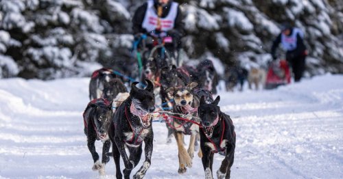 Fur Rondy rookies rule at 2024 Open World Championship sled dog races