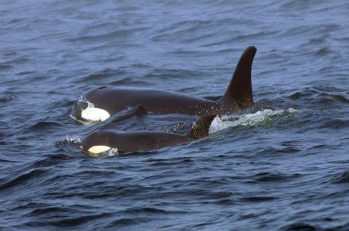 Why orcas keep sinking boats - two theories