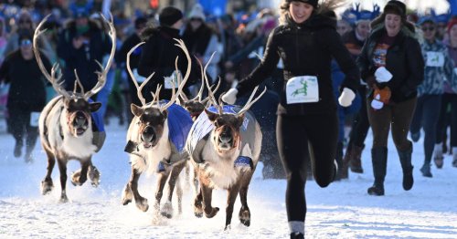 Last weekend of Fur Rendezvous brings Running of the Reindeer and more