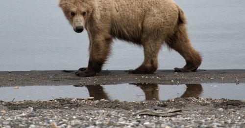 Alaska officials seek emergency rule to continue bear-killing program, despite court ruling