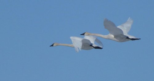 Tundra swans take two pathways to Alaska