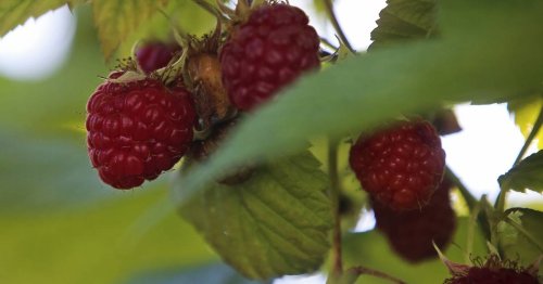 Prepare raspberry bushes, strawberry plants and other crops for winter