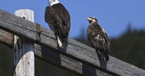 Alaska’s bird flu outbreak is taking an especially heavy toll on eagles and other wild birds