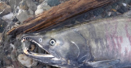 Salmon nose deep into Alaska ecosystems as they swim, and die, across the state