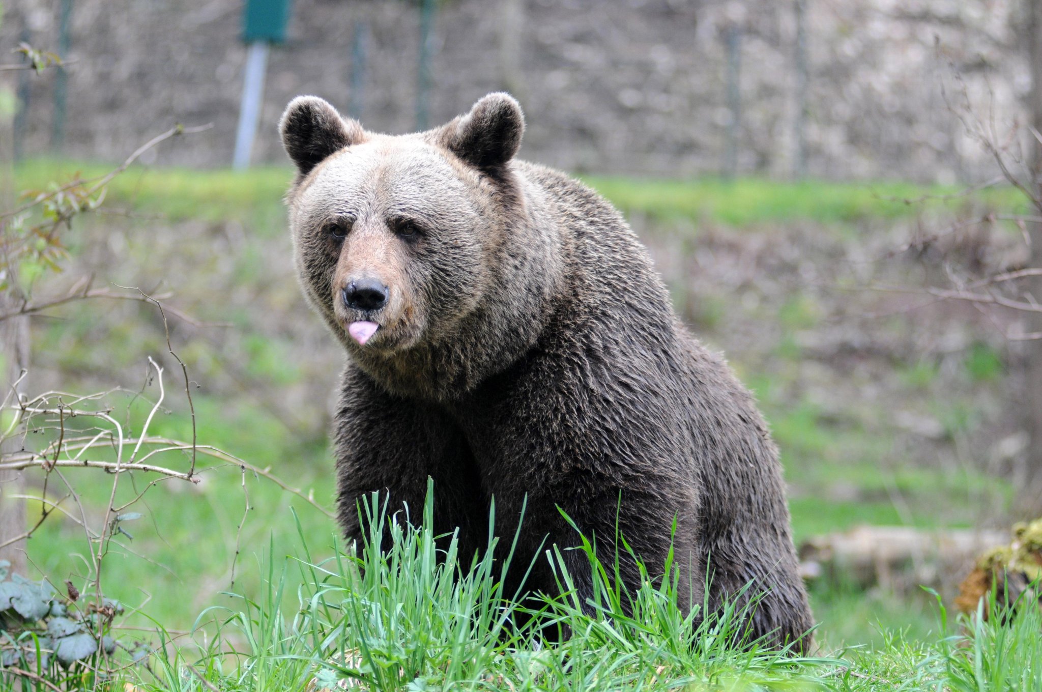 Runner morto a Trento, Pichetto: "Sopprimere orsa Jj4 non può essere una vendetta"