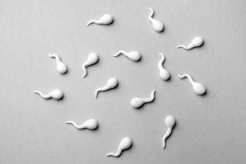 Sperm Racing, perché e dove si svolgerà la prima corsa al mondo tra spermatozoi