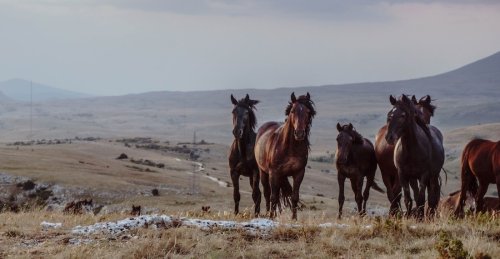Actually, Wild Horses and Burros Deserve a Home in the West
