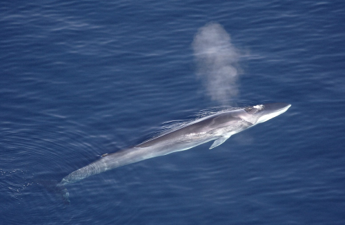 Once Near-Extinct Fin Whales Gathering In Huge Numbers Near Antarctica