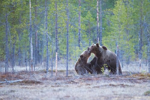 Living With Grizzlies As Neighbors