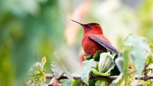 How a hummingbird helped flip my focus towards climate action
