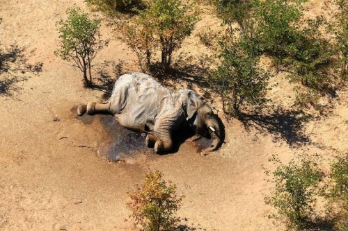WHO KILLED THE ELEPHANTS IN BOTSWANA | THE ADVENTURE BLOG