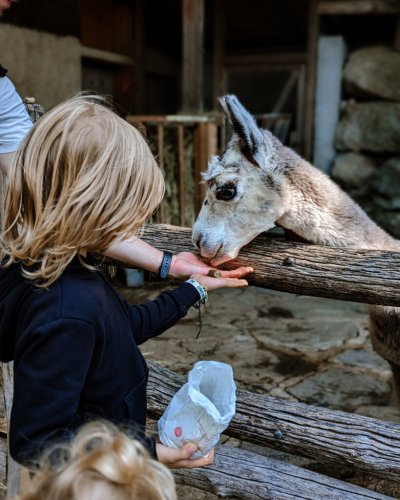 Salzburg mit Kindern erleben: Ein abwechslungsreicher Tag im Zoo, Schloss Hellbrunn und den Wasserspielen