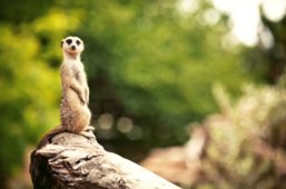 A Story About the Drongo, the Meerkat and Debt Markets
