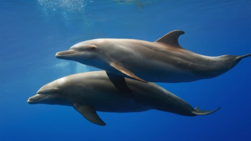 Study: Dolphins Have Lots of Lesbian Sex Due to Evolved Clitorises