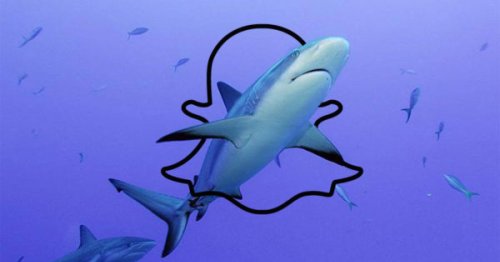 Snapchat Is Creating Original and Exclusive Content With Discovery Communications