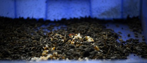 Don’t farm bugs
