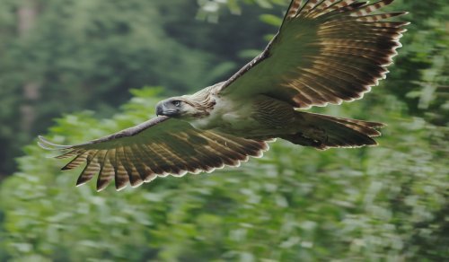Journey deep into the Philippine forest in search of the world’s largest, rarest eagle