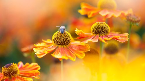 Psychedelics are philosophical tools for demolishing assumptions