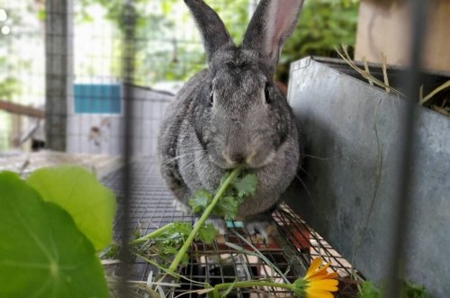 13 Tips to Raising Rabbits for Meat