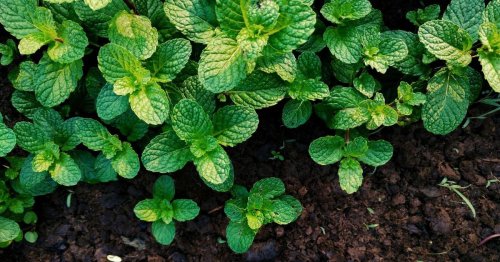 Voici comment faire pousser de la menthe à l’infini très simplement (parfait pour vos plats d’été et vos cocktails)