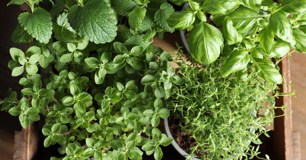 Dites adieu aux ballonnements, grâce aux bienfaits de cette herbe aromatique bien connue de tous