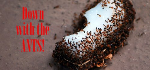 The Easiest, Safest, & Most Effective DIY Ant Killer!!