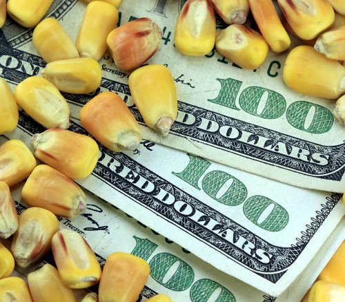 Corn up 2¢ at midday | Friday, September 22, 2023