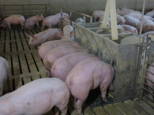 Judge says Iowa’s third ag-gag law is unconstitutional, like previous versions