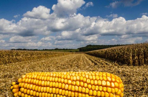 USDA Economic Assistance Applications Now Open