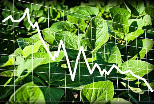 Soybeans Down Sharply | Thursday, May 15, 2025