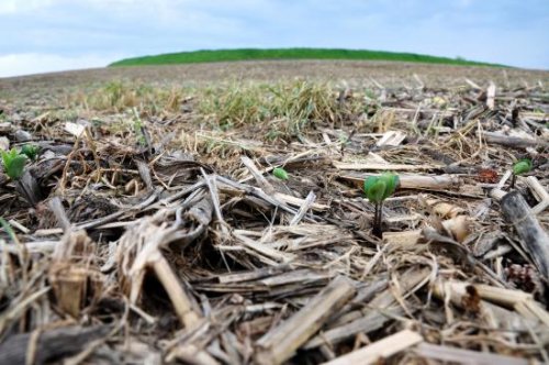 More farmers plant cover crops for higher yields and soil health