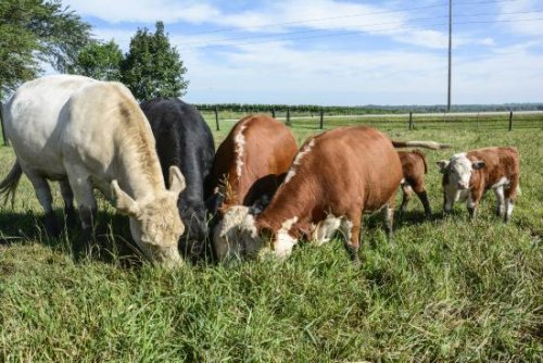 U.S. disaster payments are needed, say organic livestock producers