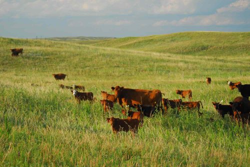 UT System Loses $37.7M in Federal Grants; Institute of Agriculture Is Hardest Hit