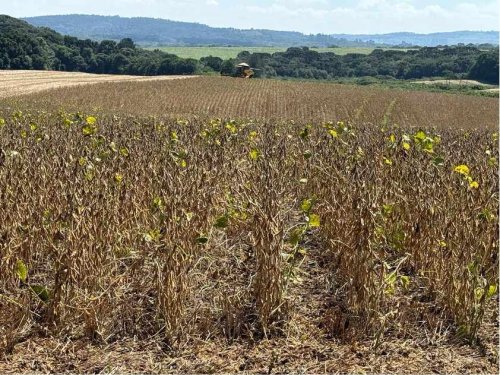 Brazil to Export More Soy to China Amid Trade War, Abiove Says