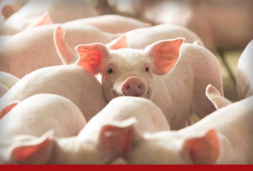 Inside the 2024 Pork Powerhouses: Who's Up, Who's Down, and Who's Back on the List?
