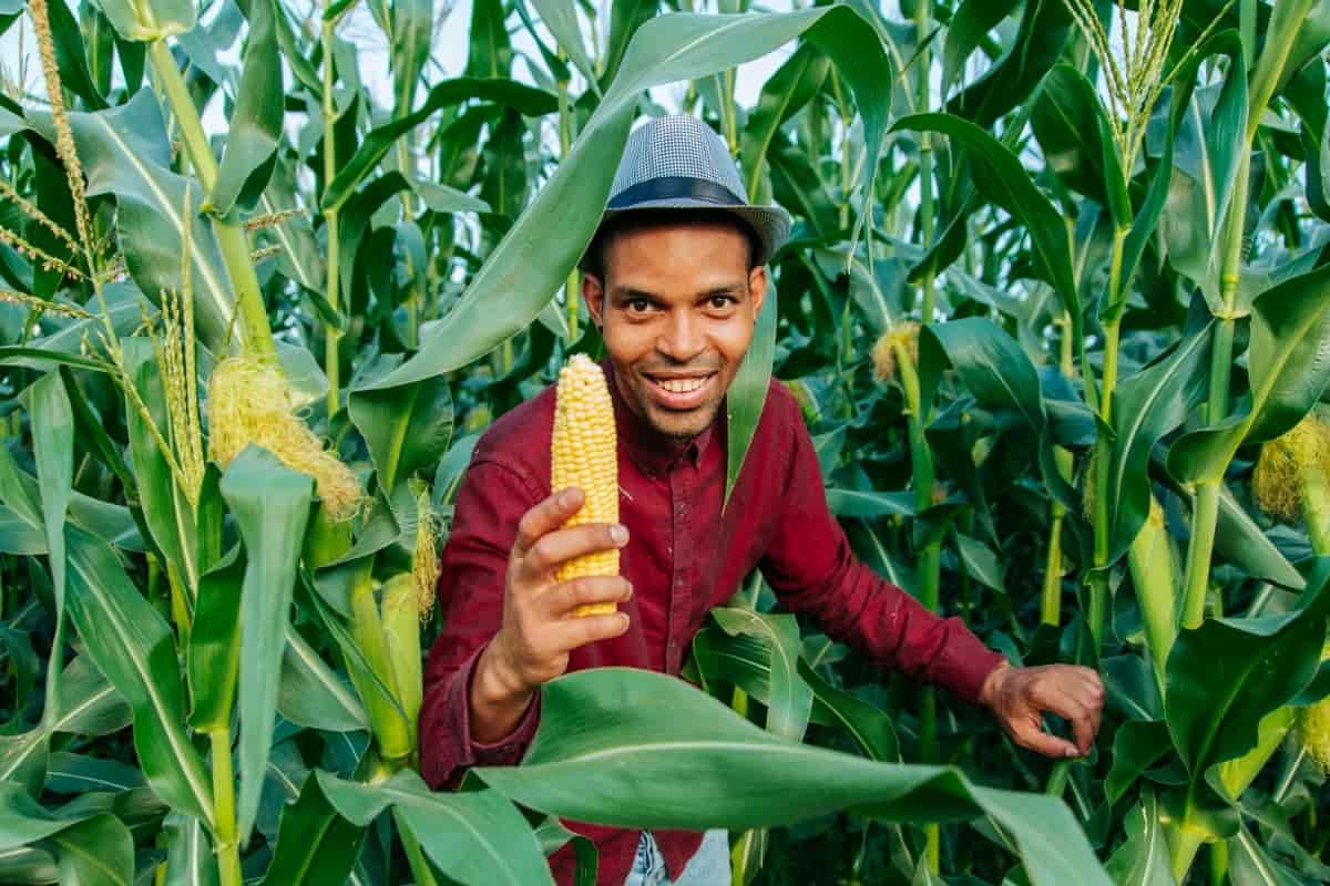 Organic vs Conventional Farming: The SHOCKING Cost Difference!