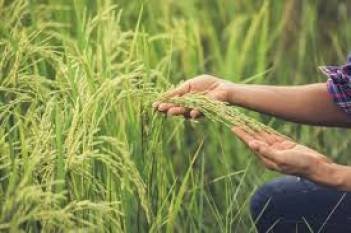 Top 10 Rice Varieties That Define Maharashtra’s Identity