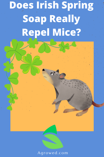 Does Irish Spring Soap Really Repel Mice?
