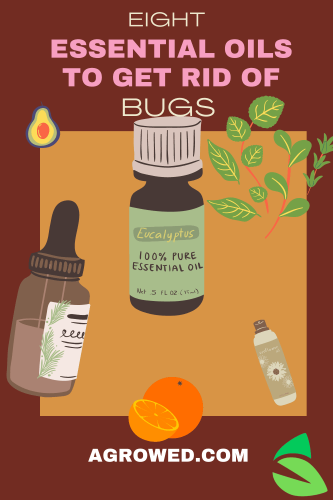 8 Essential Oils to Get Rid of Pantry Moths & Other Insects
