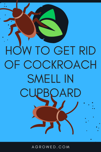 How to Get Rid of Cockroach Smell in Cupboard
