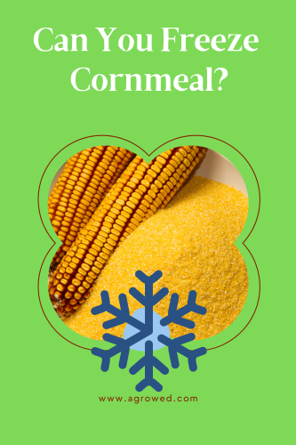 Can You Freeze Cornmeal?